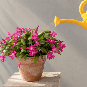Arrosage d'un cactus de Noël en fleurs avec arrosoir jaune