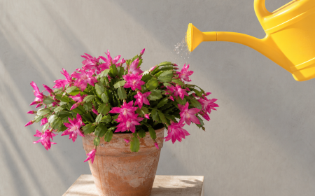 Arrosage d'un cactus de Noël en fleurs avec arrosoir jaune