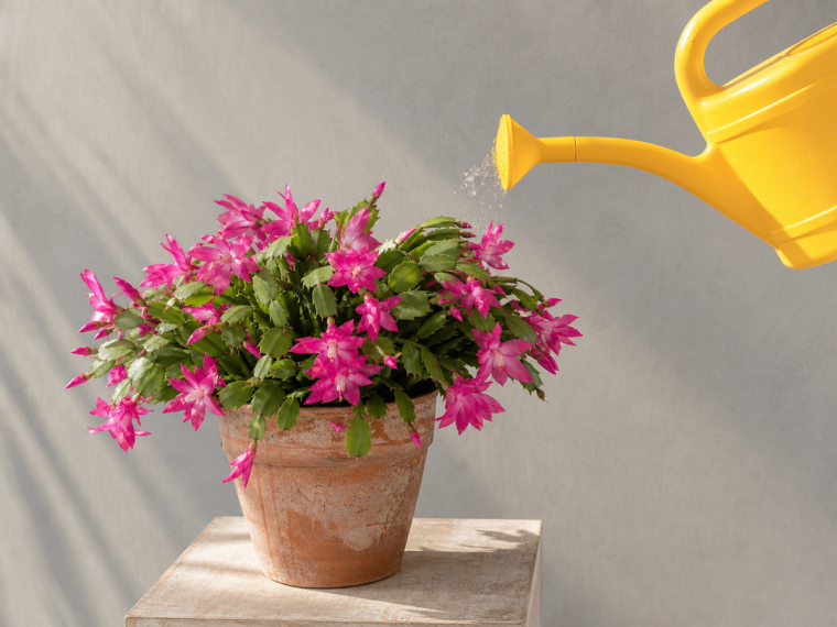 Arrosage d'un cactus de Noël en fleurs avec arrosoir jaune