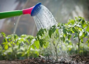 arrosage automatique potager à fabriquer