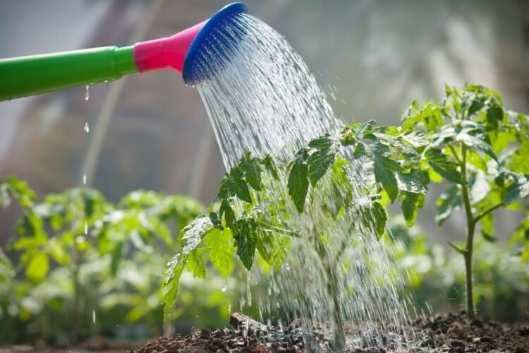 arrosage automatique potager à fabriquer