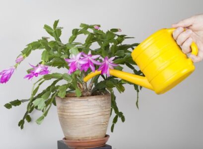 astuces pour arroser les plantes intérieur pendant votre absence