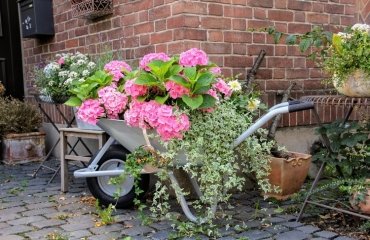 comment décorer brouette jardin hortensia rose lierre retombant