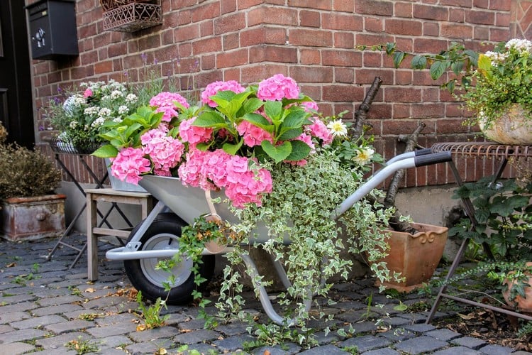comment décorer brouette jardin hortensia rose lierre retombant