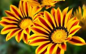comment entretenir un gazania fleur en pot