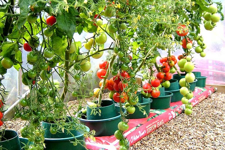 planter des tomates cerises