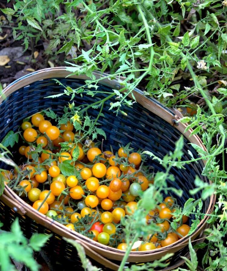 comment planter des tomates cerises jaunes délicieuses idées