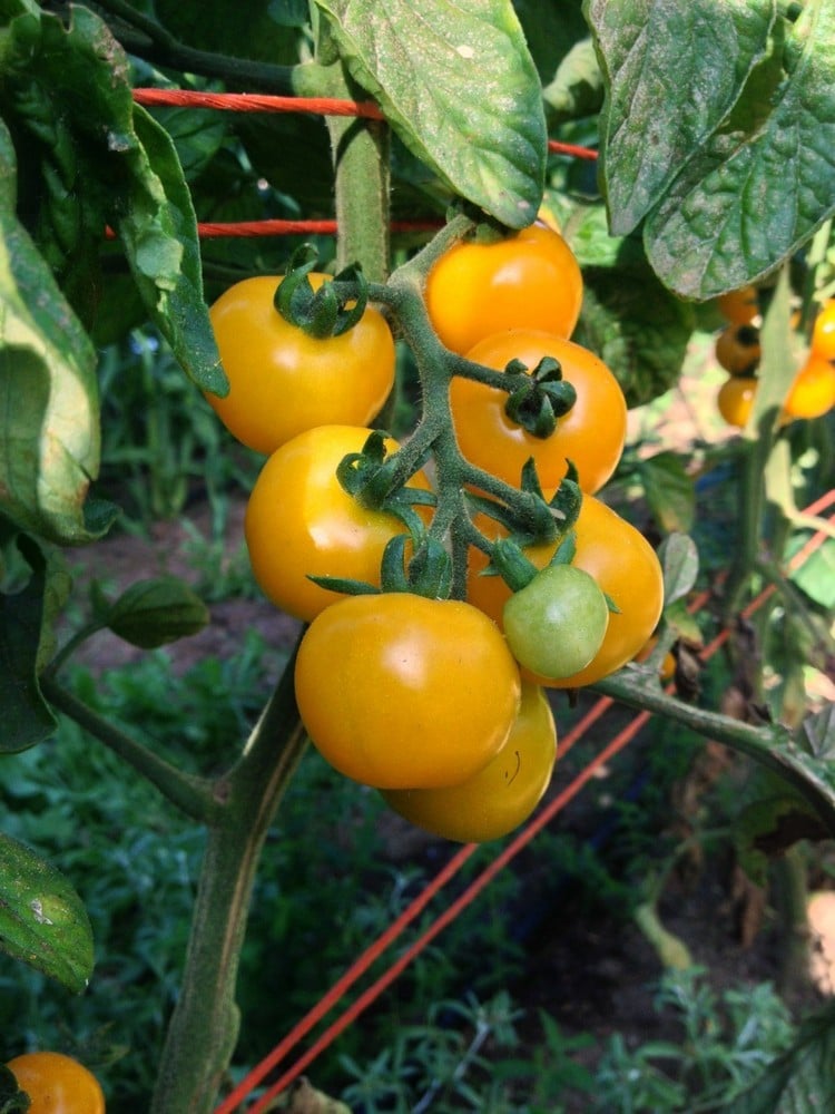 comment planter des tomates cerises jaunes délicieuses pots