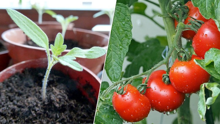 comment planter des tomates cerises pots variétés délicieuses
