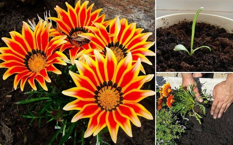 comment planter une fleur gazania dans un pot