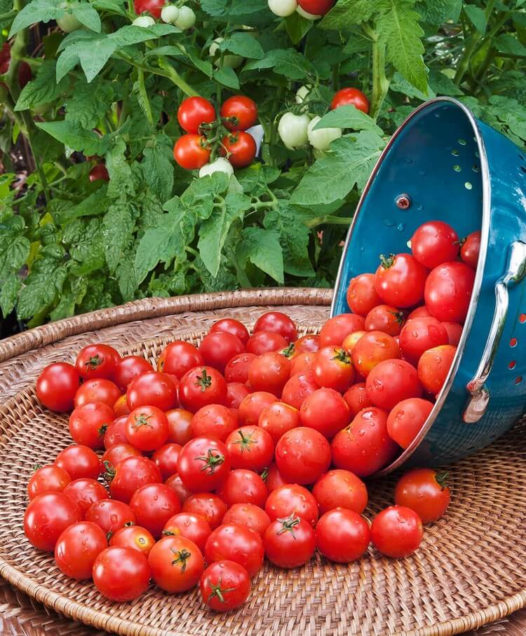 comment pourquoi planter des tomates cerises variété Maja