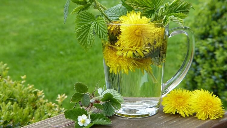 comment utiliser les fleurs de pissenlit recettes préparer thé purifier détoxifier sang