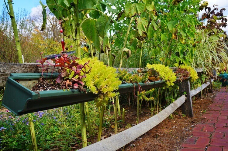 cultiver des plantes succulentes dans une gouttière astuce de jardinage