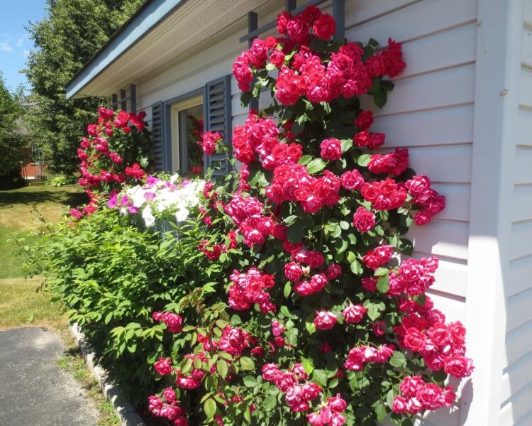 cultiver rosier paysager contraste plantes vivaces tailles structures couleurs