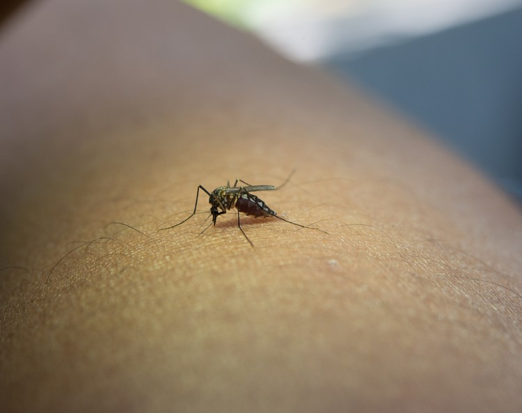 dengue traitement vaccin que sait-on conseils médicaments à privilégier et à éviter grippe tropicale