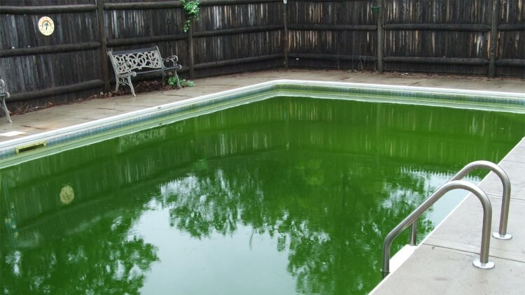 eau de piscine verte algues propager pénétrer eau piscine