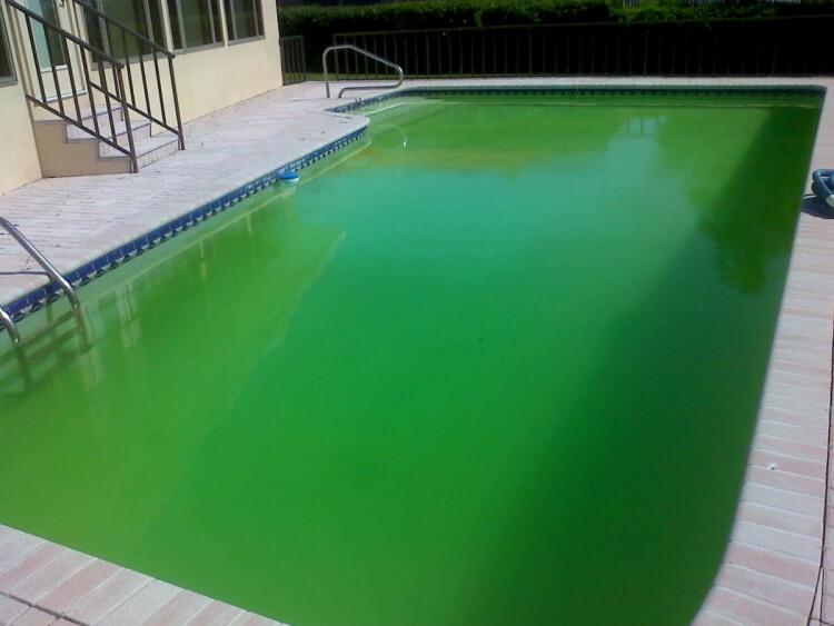 eau de piscine verte dangereux nettoyer difficile