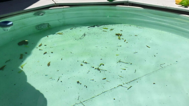 eau de piscine verte manque tests eau désinfectant suffisant