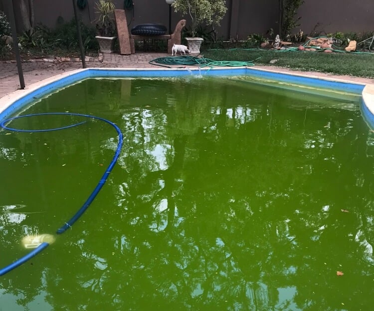 eau de piscine verte quelle cause produire couleur verte
