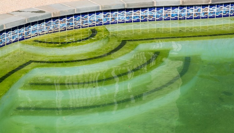 eau de piscine verte risque élévé acquérir algues