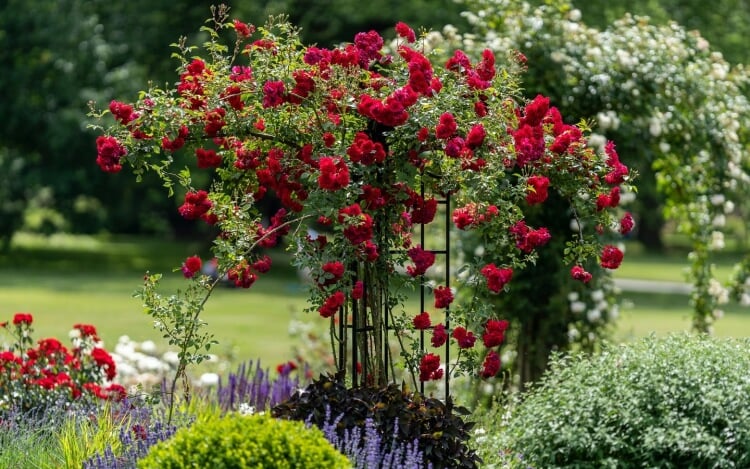 entretien rosier paysager jardinière treillis clôture mailles fer