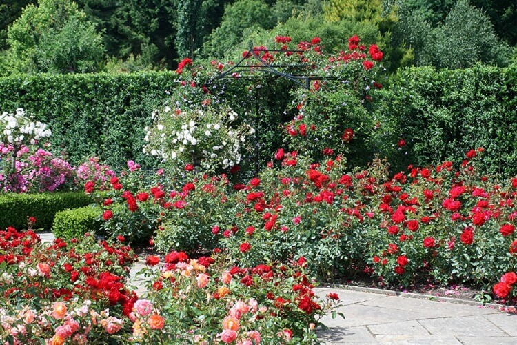 entretien rosier paysager quelles plantes voisiner rosiers
