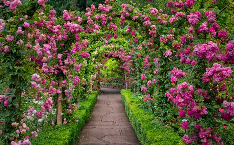 entretien rosier paysager transition cour patio jardin