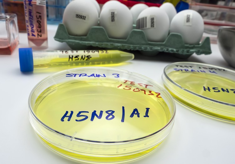 grippe aviaire émergence H5N8 souche inquiétante risque nouvelle pandémie transmission animal homme