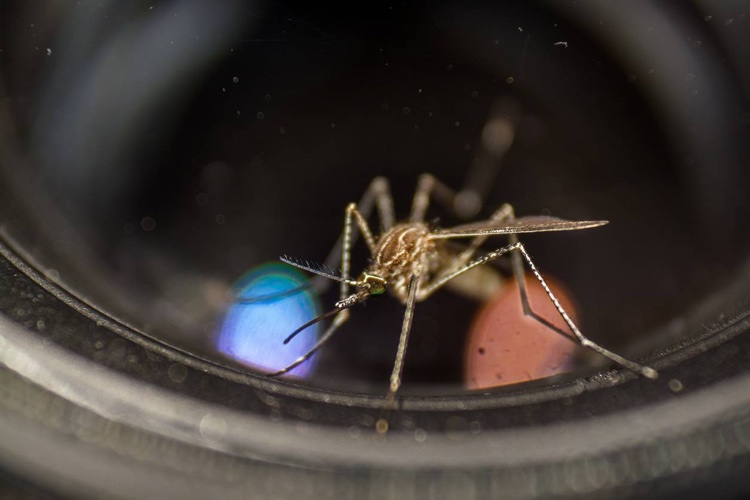 les pièges à moustiques vont sauver votre ete