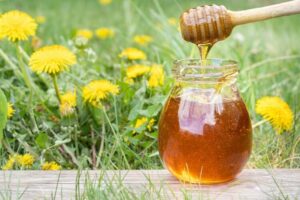 miel de pissenlit vertus comment cueillir préparer conseils