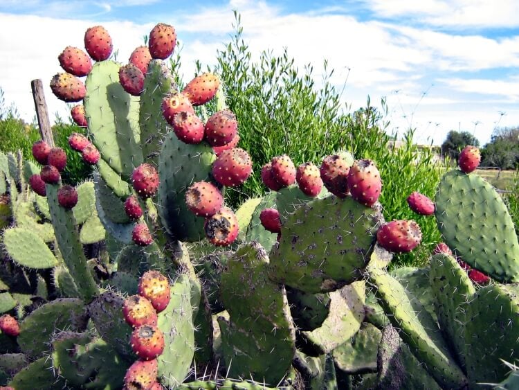 plante de rocaille plein soleil cactus figuier de Barbarie