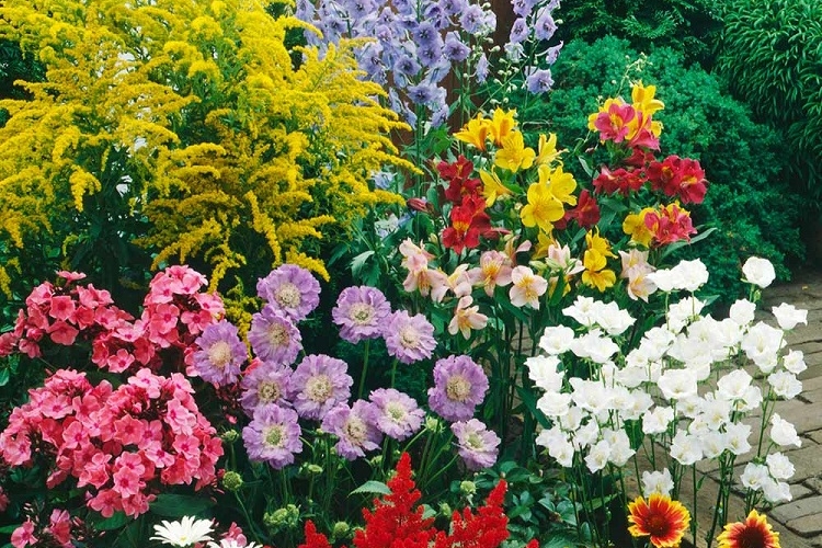 Plantes vivaces plein soleil : 10 espèces faciles à cultiver