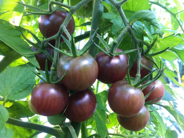 Tomate cerise : planter et cultiver – PagesJaunes
