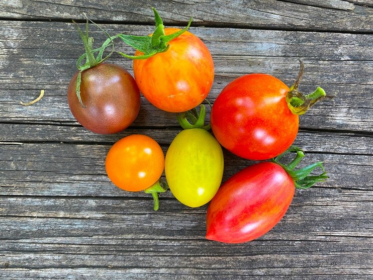 planter des tomates cerises pots balcon jardin quelles variétés