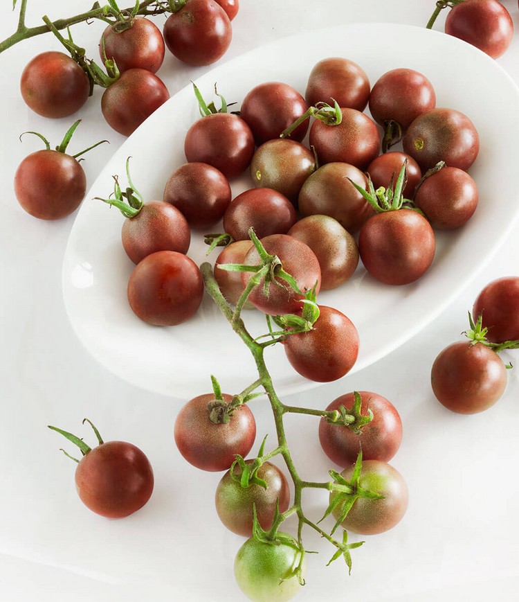 planter des tomates cerises variété black cherry balcon terrasse