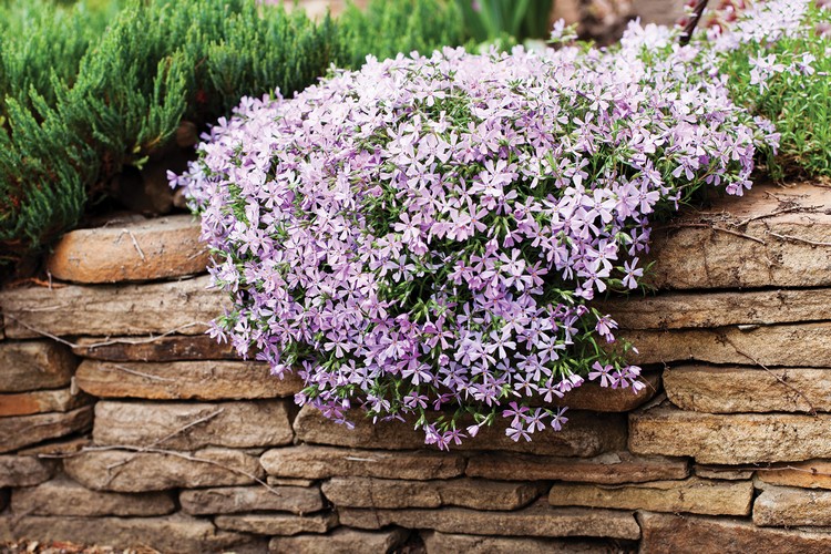 plantes couvre-sol pour talus Phlox rampant fleurs violettes