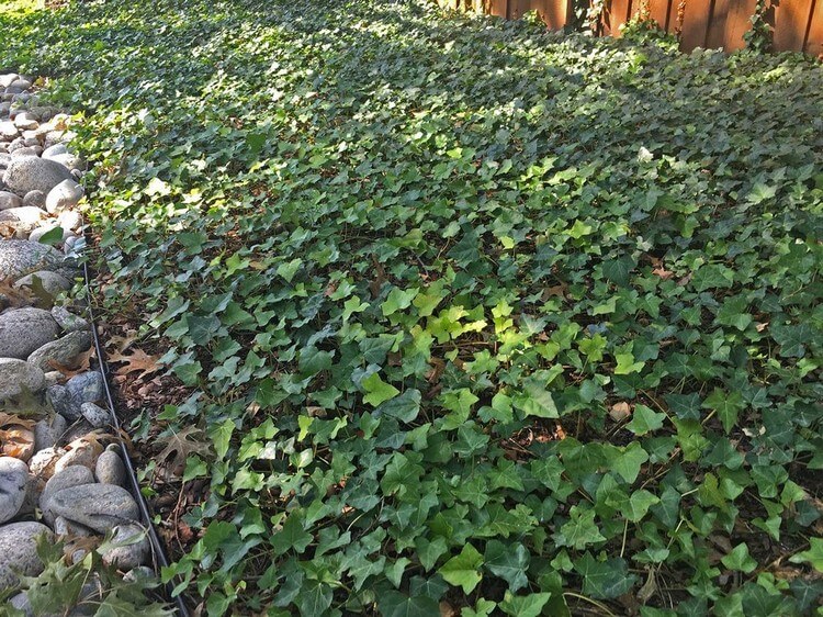 plantes couvre-sol pour talus lierre grimpant invasif