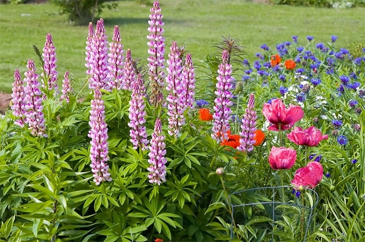 Plantes vivaces plein soleil : 10 espèces faciles à cultiver