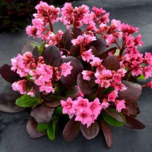 plantes à feuillage persistant briller feuilles persistantes bergenia