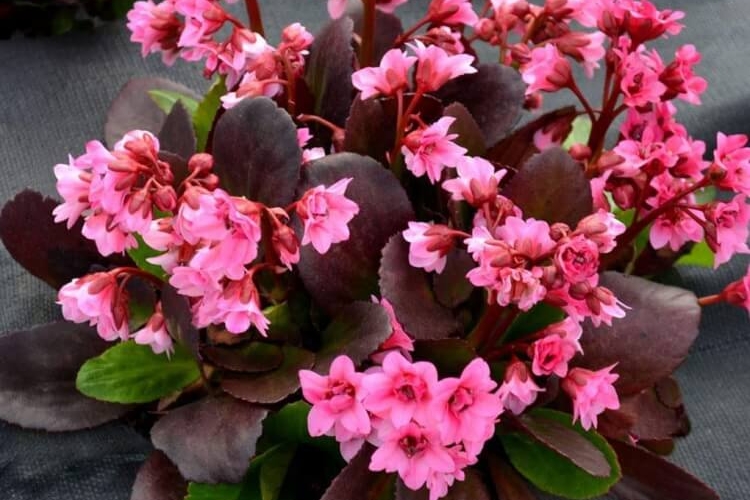 plantes à feuillage persistant briller feuilles persistantes bergenia
