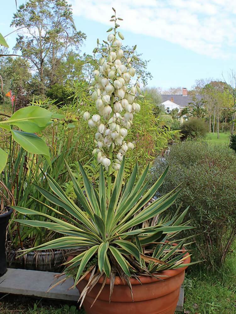 plantes à feuillage persistant yucca apparence exotique
