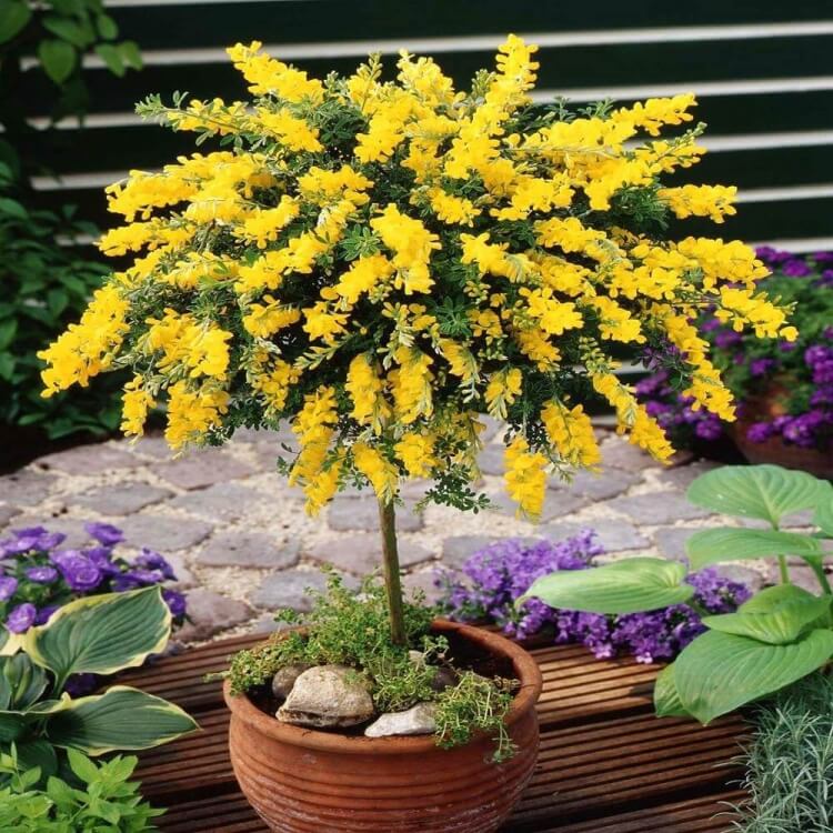 quel arbre pour balcon cytisus splendeur jaune