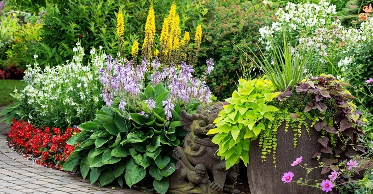 plantes vivaces plein soleil