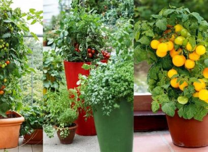 quelles variétés tomates cerises planter pot terrasse balcon
