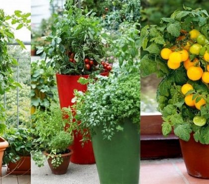 quelles variétés tomates cerises planter pot terrasse balcon