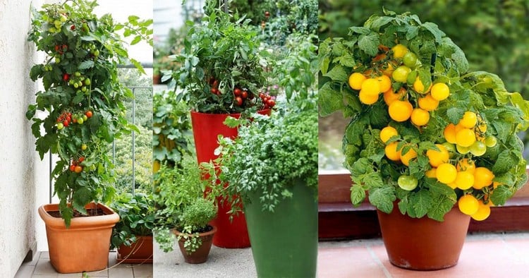 quelles variétés tomates cerises planter pot terrasse balcon