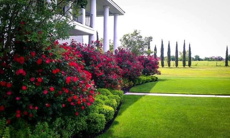 rosier paysager choix style roseraie harmoniser extérieur maison