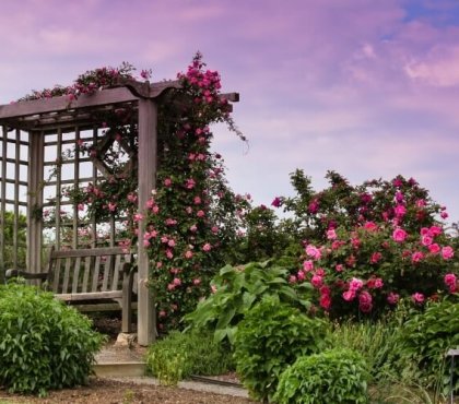 rosier paysager conseils paysagisme combiner fleurs impressionnantes