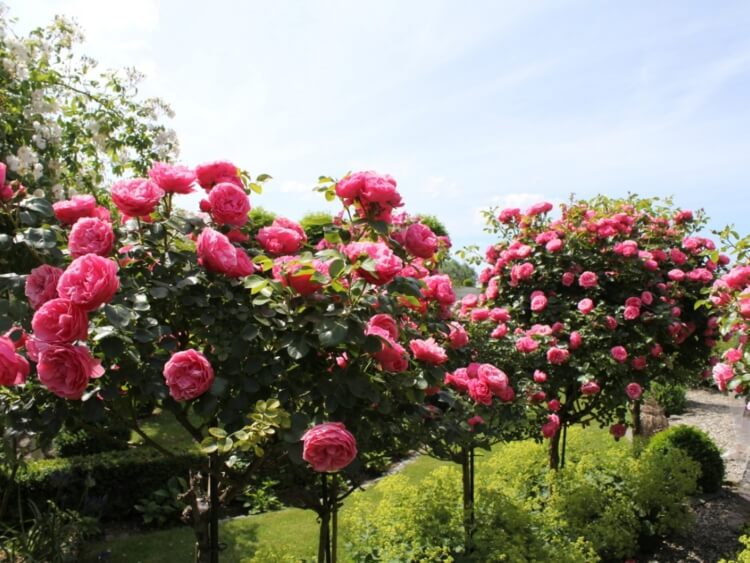 rosier paysager magnifique affichage couleurs combiner arbustes