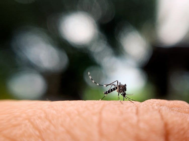 symptômes de la dengue comment reconnaître maladie virale moustiques tigres